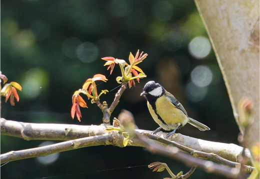 Copains du jardin
